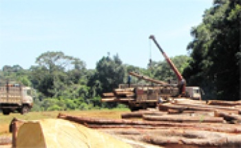 Đẩy mạnh thực hiện chính sách chi trả dịch vụ môi trường rừng