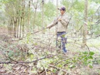Mưa nhiều làm gia tăng bệnh vàng rụng lá trên cây cao su
