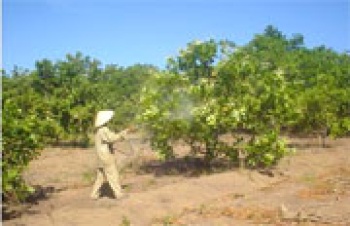 Bọ xít muỗi gây hại 118 ha điều