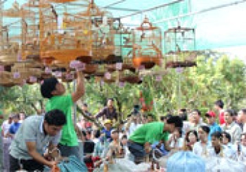 Hội thi chim chào mào hót mở rộng lần thứ nhất năm 2013