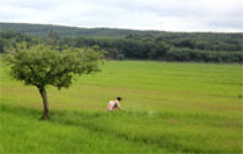 Sâu bệnh phát triển gia tăng trên cây trồng trong tháng 10