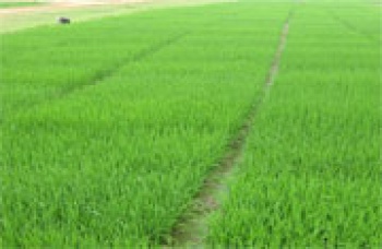 Toàn tỉnh ước gieo trồng 4.728 ha cây hàng năm trong vụ Đông Xuân