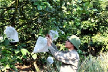 Sản xuất nông nghiệp tháng 7/2016