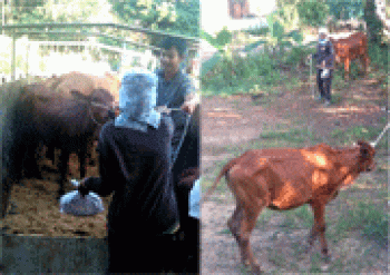 Trao bò cho hộ nghèo để phát triển kinh tế gia đình