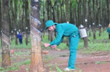 Công ty cao su Đồng Phú: Thu nhập bình quân 6,4 triệu đồng/người/tháng