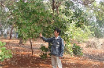 Dự báo năng suất điều giảm so với cùng kỳ năm 2015