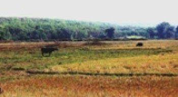 Trên 19.000 ha cây trồng ảnh hưởng do hạn hán