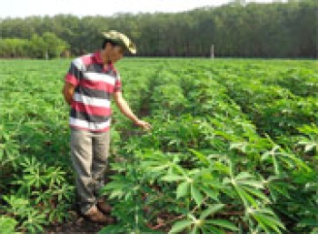 Diện tích gieo trồng vụ mùa của tỉnh đạt 98,31% kế hoạch