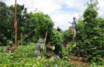 Các hoạt động tình nguyện 