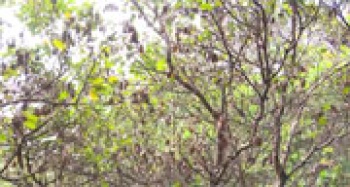 Đồng Phú: 912,73 ha điều bị sâu, bệnh hại khô héo lá, chết cành