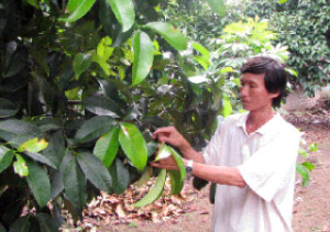 以种植山竹果作为致富之路。