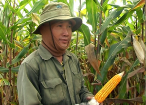 春禄县冬春季玉米种植面积获得丰收