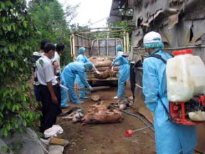 The Blue-eared Pig Disease Has Shown Signs of Remission