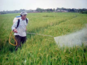 Areas of Pest- and Disease-Infected Paddle Field Get Quickly Increased