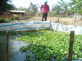 Tan Phu: fishing by float ponds