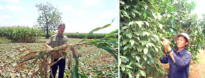 How can agricultural production in Dongnai develop quickly and sustainably? (Part 1)