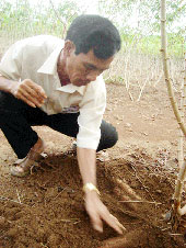 A golden crop of cassava in Dong Nai