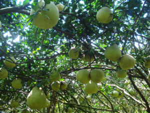 Concentrate on developing key plants, livestock and build up agricultural product brands