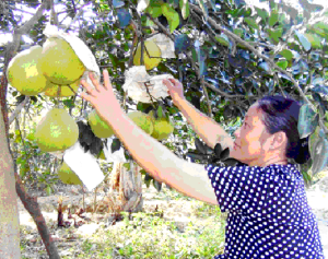 The seedless grapefruit meeting International standard is produced successfully