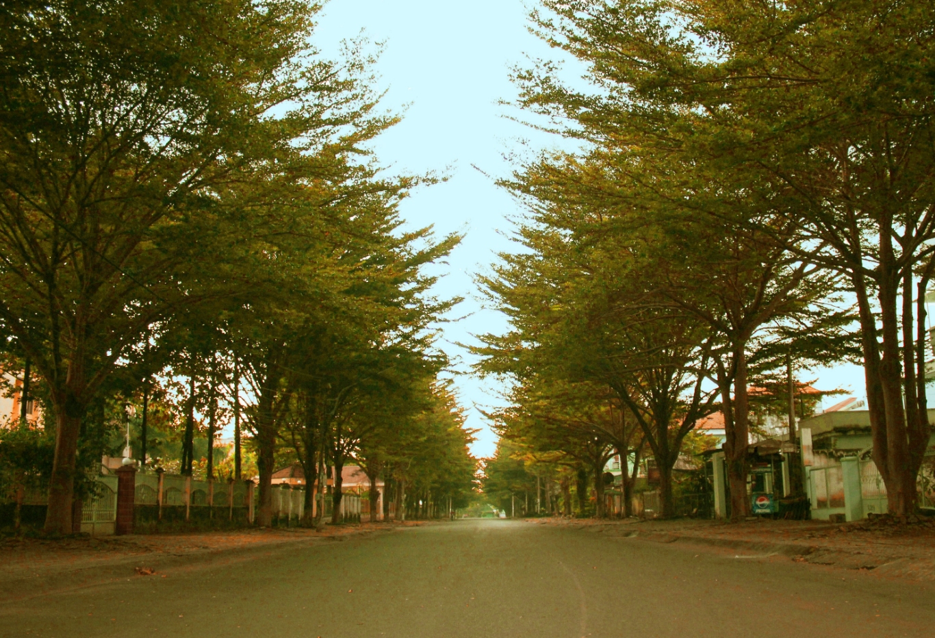 Dong Xoai 01