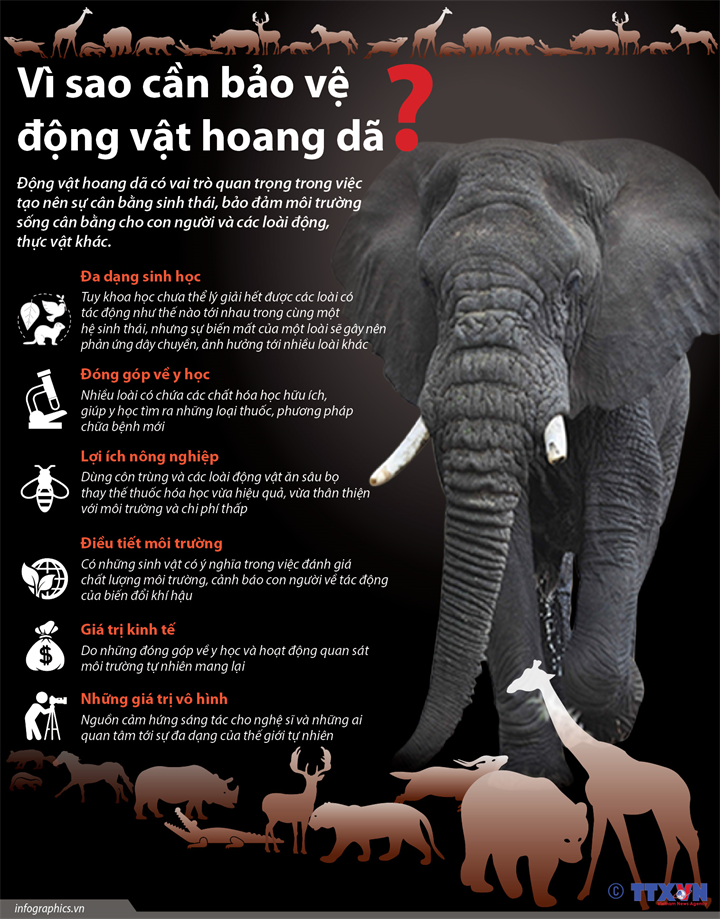 2019 03 1 tg bao ve dv hoang da ruby