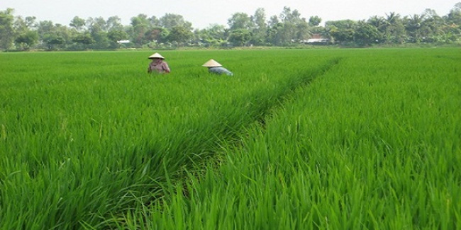 anh minh hoa