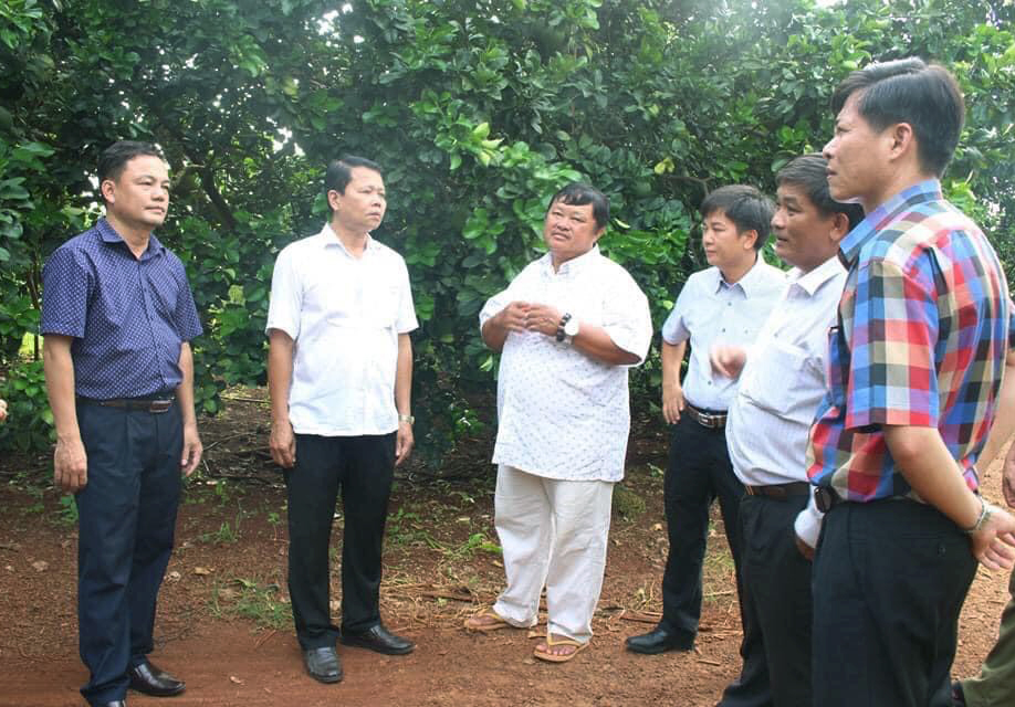 vuon buoi