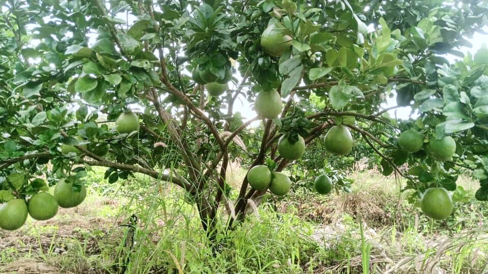 Buoi da xanh