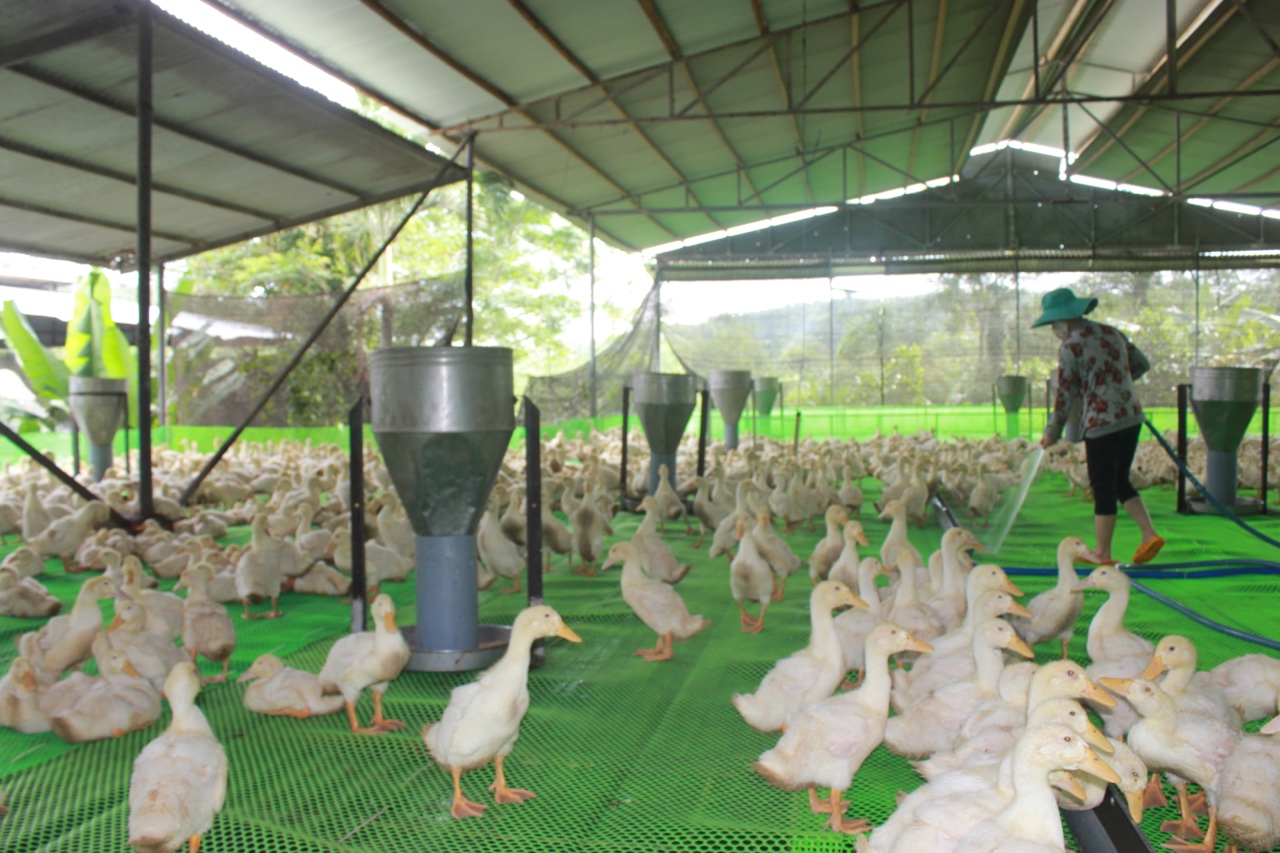 28.10-H1 Gia cầm rơi vào cơn khủng hoảng thừa.jpg