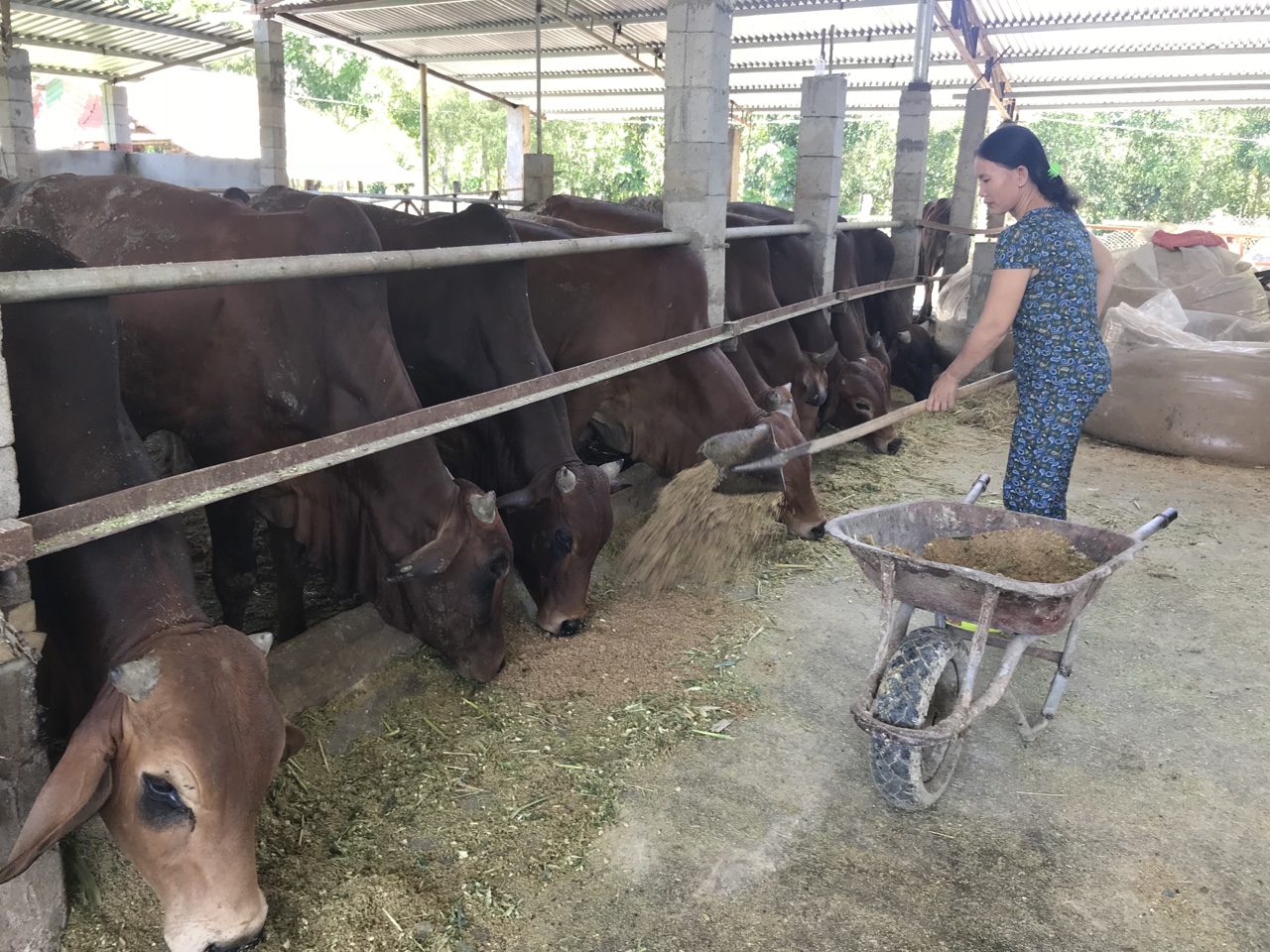 22.6-Chăn nuôi nhỏ lẻ vẫn còn vai trò trong giai đoạn mới 1.jpg