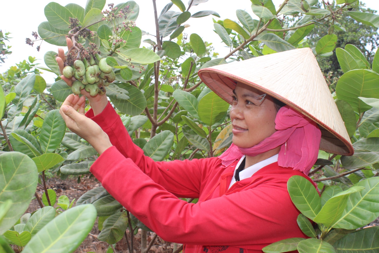 9-3 Trễ vụ, hạt điều tăng giá.jpg