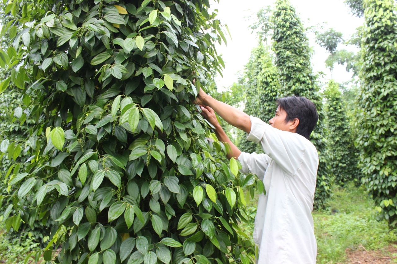 9-3 Hồ tiêu giảm giá so với đầu vụ.jpg
