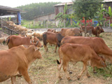 2382007nuoibo1