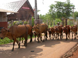 D412007bo20071