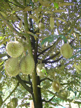 D252008sauriengthi1
