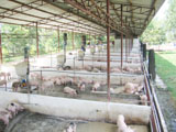 D372008heoxl1