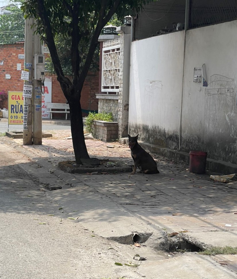Cần những giải pháp mạnh để xử lý chó, mèo thả rông.jpg