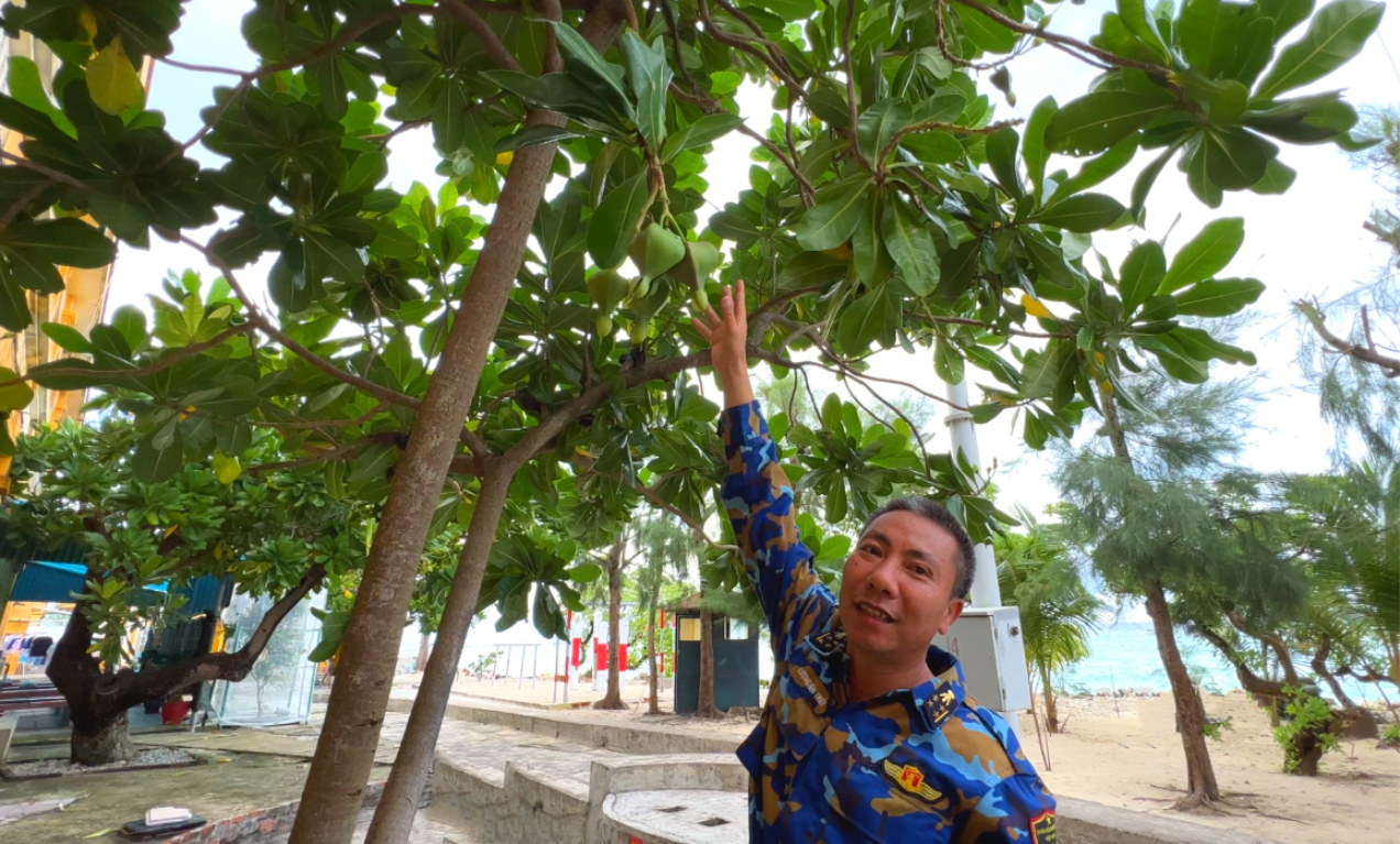 cay bang vuong