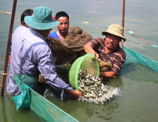 cagiong.jpg