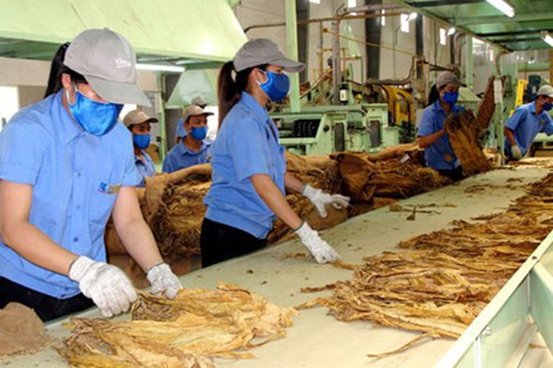 Hình ảnh sản xuất thuốc lá